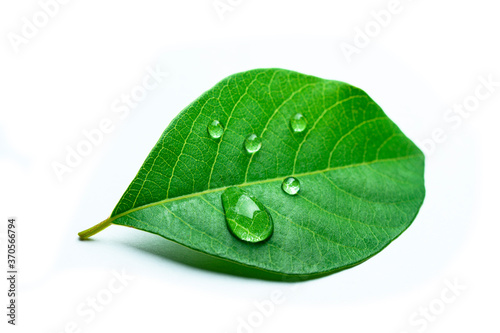 green leaf with drops of water on white background