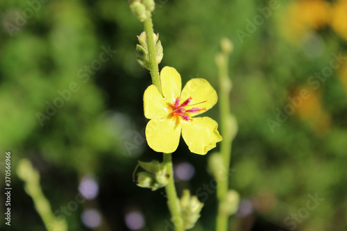 Flower of Verbascum sinuatum, commonly known as the scallop-leaved mullein, the wavyleaf mullein, or Candela regia photo