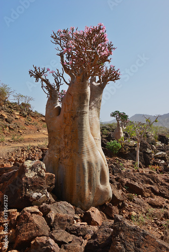 Flowering bottle tree, Wadi Daerhu. Socotra, Yemen photo