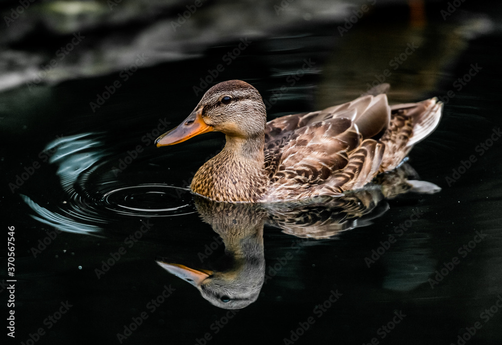 Fototapeta premium Mallard Reflection