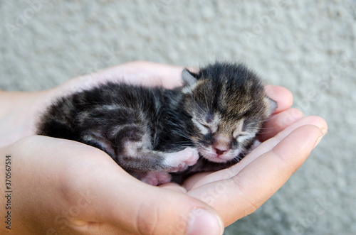 Adorable little tabby newborn kitten sleeping in woman hands