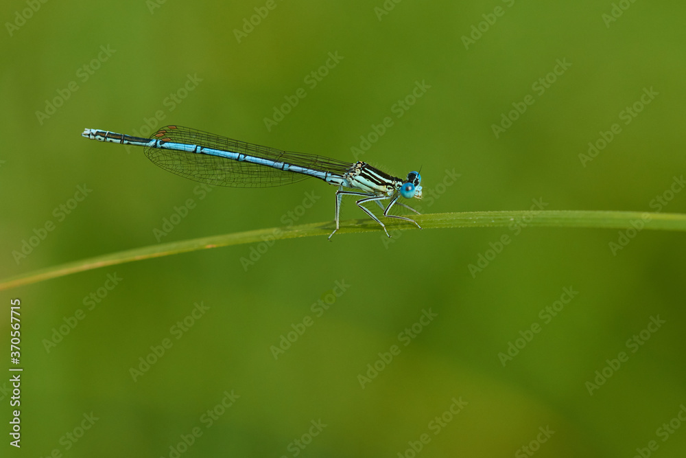 Blaue Federlibelle (Platycnemis pennipes) Männchen Blaue Federlibelle (Platycnemis pennipes) Männchen
