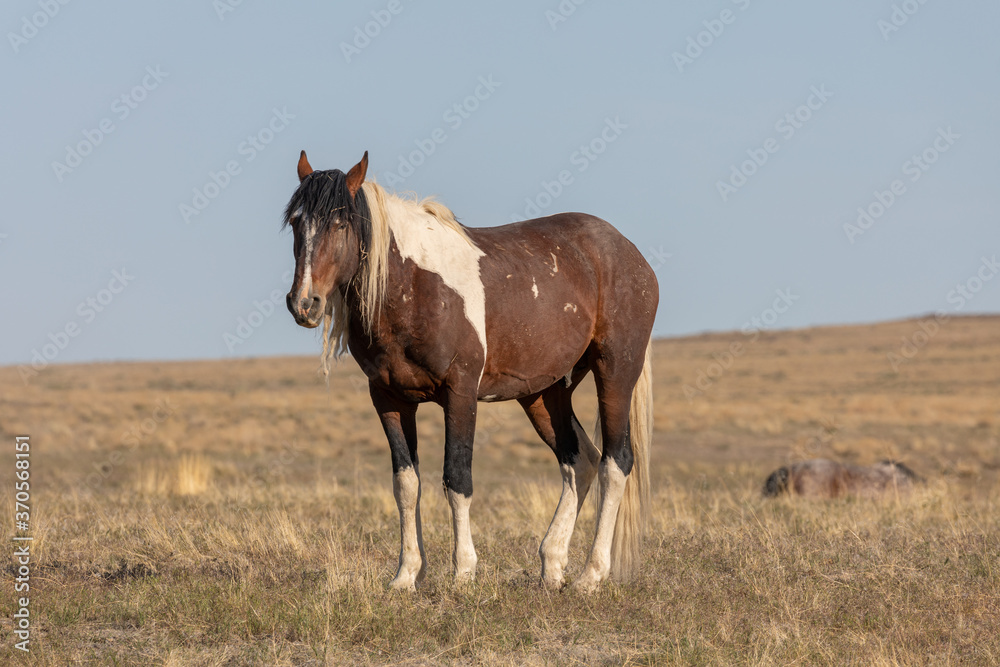 Fototapeta premium Majestic Wild Horse Stallion in Utah