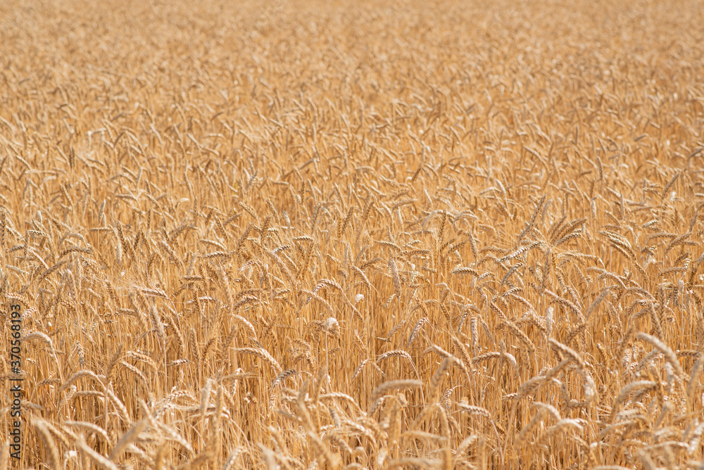 Wheat field on a warm summer day Wheat field on a warm summer day