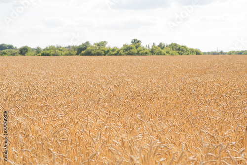 Wheat field on a warm summer day