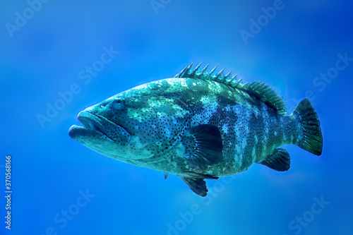 Giant grouper fish, epinephelus itajara, a saltwater fish that is critically endangered in the wild. photo