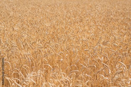 Wheat field on a warm summer day