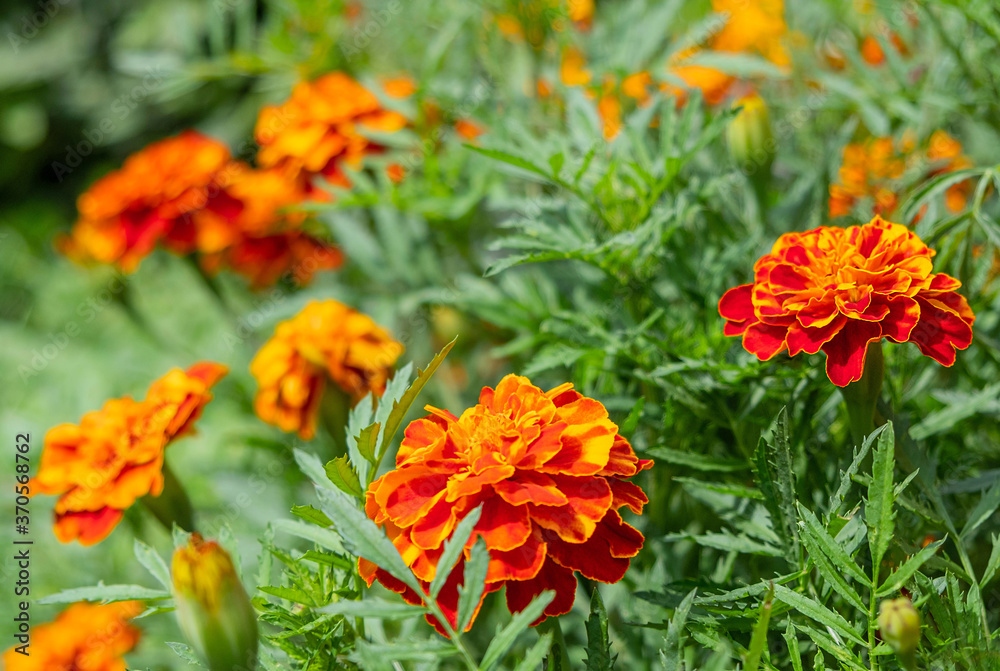 Orange flowers on the meadow with green leaves. Close up view Orange flowers on the meadow with green leaves. Close up view