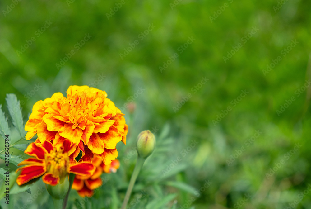 Yellow flower on the meadow with green grass on background. Close up view. Copy space. Yellow flower on the meadow with green grass on background. Close up view. Copy space.