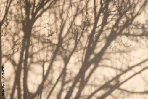 Silhouette sur un mur blanc des branches d'un arbre sans feuilles au soleil en hiver