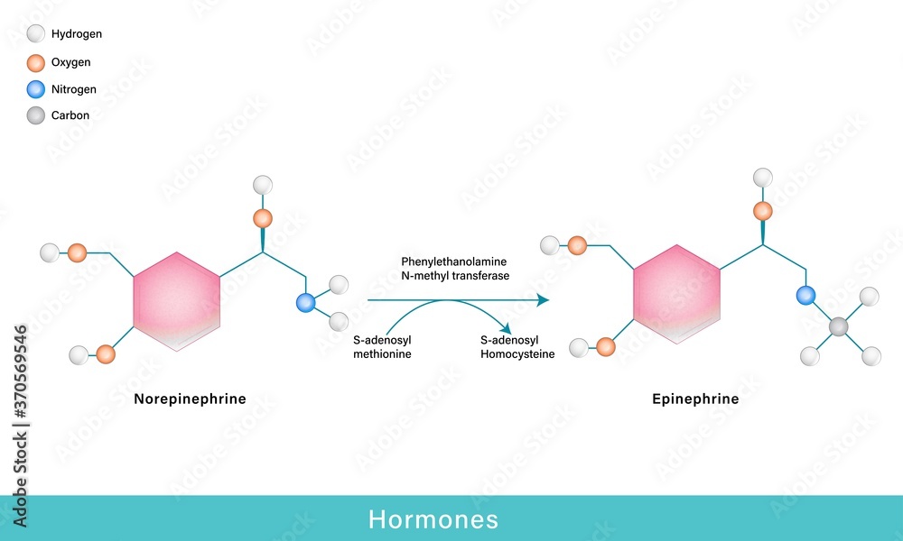 hormones epinephrine and norepinephrine chemical structure - obrazy, fototapety, plakaty 