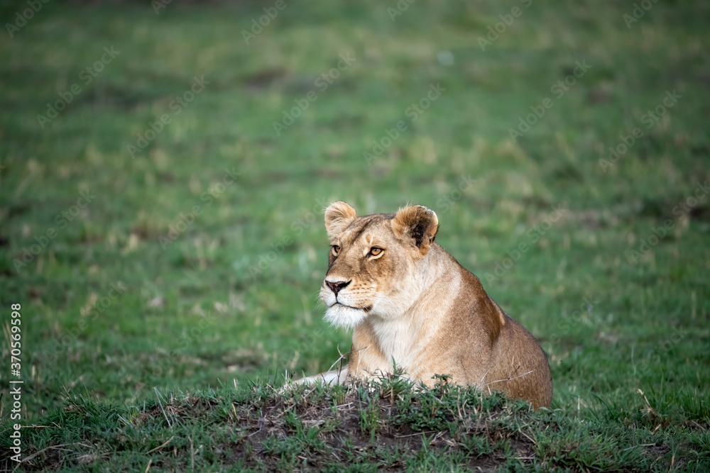 Alert lioness resting in the green grass of the Masai Mara Alert lioness resting in the green grass of the Masai Mara