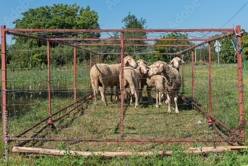 Fotografie Group of sheep with ear tags in sheepfold
