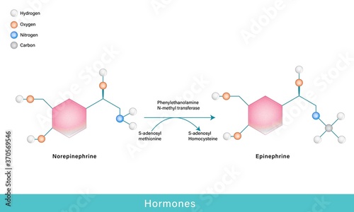 hormones epinephrine and norepinephrine chemical structure photo