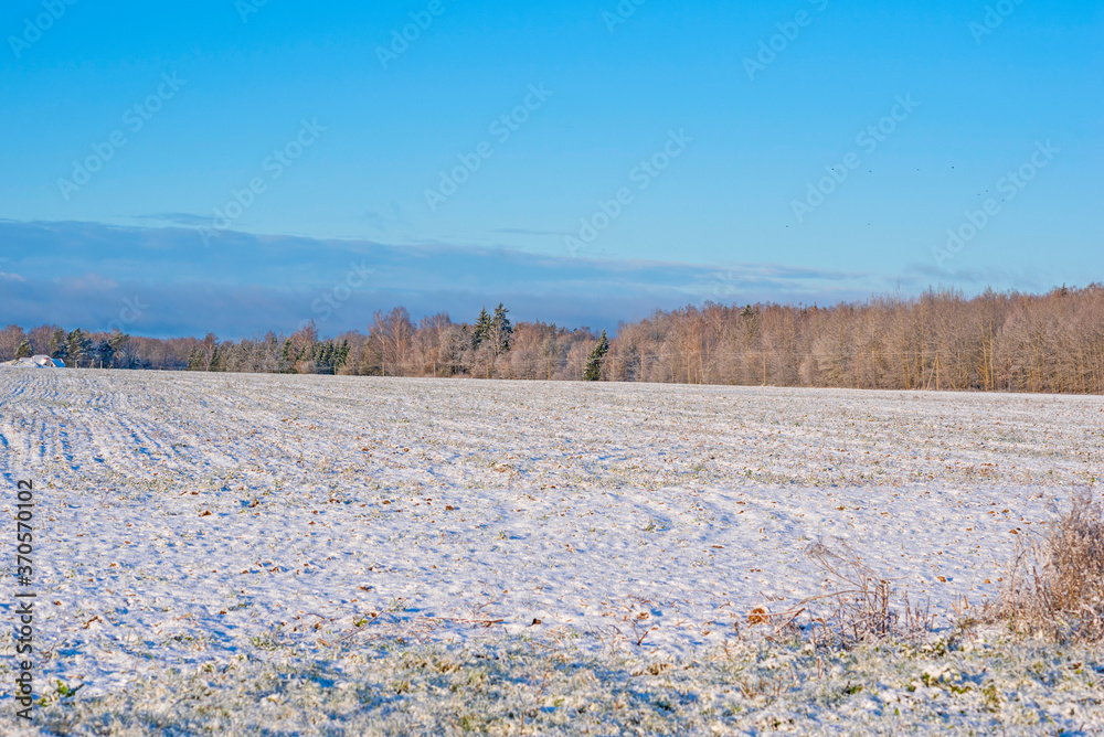 Snow-covered field, far away forest. Photographed in October.