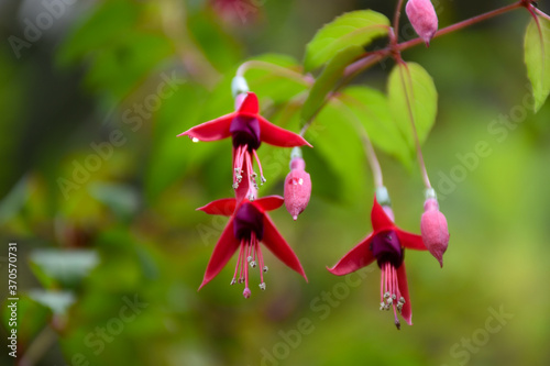 Beautiful hanging baskets with their drooping pink violet flowers - Hardy fuchsia (Fuchsia magellanica, hummingbird fuchsia or hardy fuchsia) on the green background photo