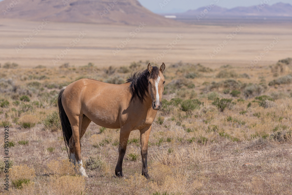 Majestic Wild Horse Stallion in Utah Majestic Wild Horse Stallion in Utah