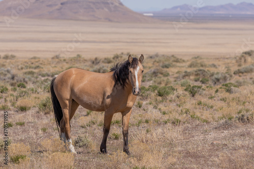 Majestic Wild Horse Stallion in Utah © natureguy