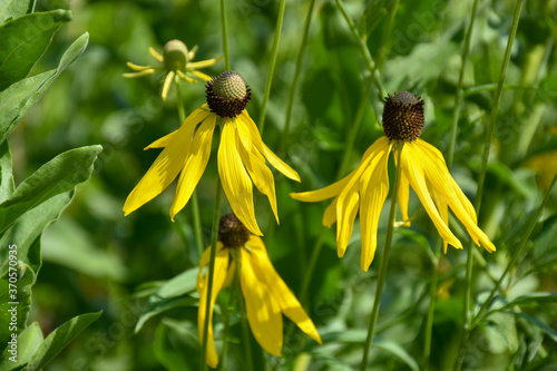 Closeup view of Echinacea paradoxa, Yellow coneflower or Bush's purple coneflower with green background