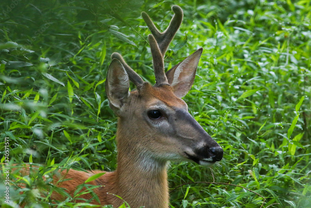 Obraz premium As I walk in the woods close to my home in Reston, sometimes I get lucky and find something like this. It was sitting there leisurely and grazing. I took few shots