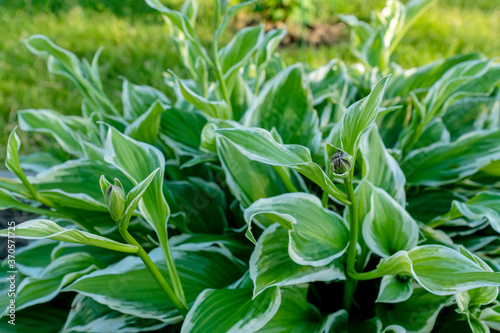 close up of young spring leaves of hosta plant with flower buds. Green fooliage background