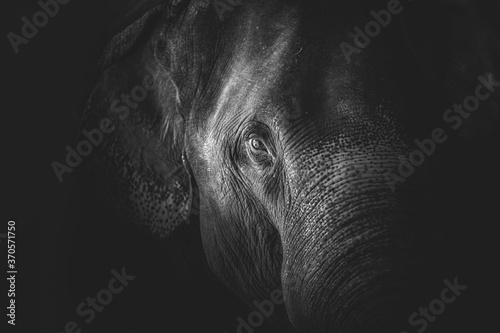 Black and white elephant with eye and details