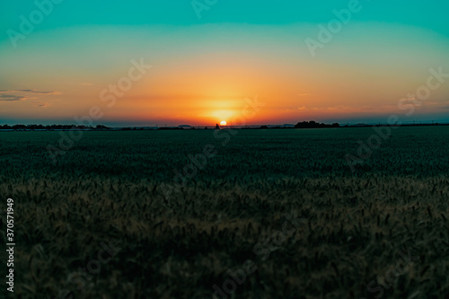 Beautiful evening sunset over a field of Golden ears of wheat and barley. Yellow is the rich color of the Sunny sky and wide spacious meadows with crops © Анна Иванова