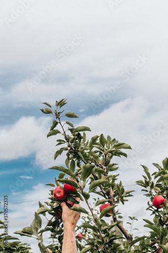 Hand reaching to pick an apple