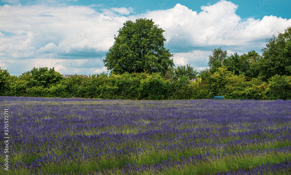 Fototapeta premium lavender field