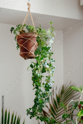 Potted plant in a plant hanger