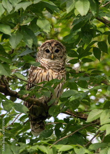 I should say I am some what lucky to find some nature close to my home in Reston, VA. I go for walks with Canon 7D Mark II and 400mm lens. Sometimes I find something interesting like this Barred Owl. photo