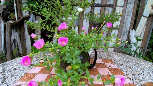 Time lapse Pink Portulaca, Moss Rose, Sun Plant or Sun Rose flowers are blooming in the morning after rain