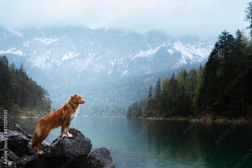 dog in the mountains. Nova Scotia Duck Tolling Retriever on nature