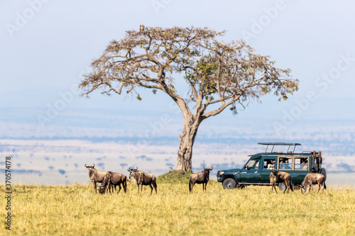 Unidentifiable tourists in a safari vehicle watch white-bearded wildebeest in the Masai Mara, Kenya, during the annual Great Migration. photo