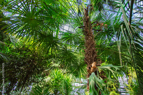 view on plants in the palm greenhouse