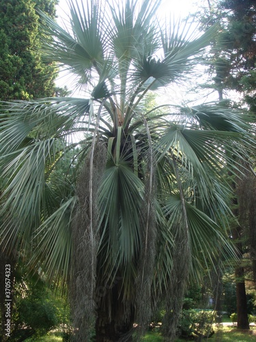 palm trees in the jungle