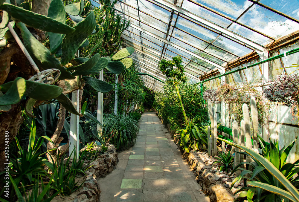 view on plants in alley in the palm greenhouse