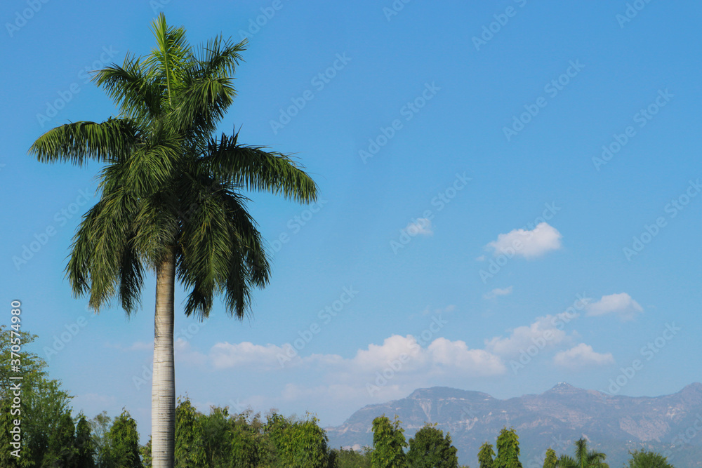 Beautiful Indian landscape. Palm tree against the backdrop of mountains and blue sky.