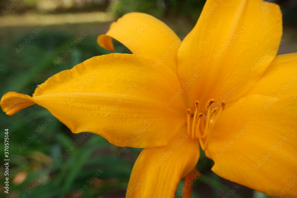 Yellow Flower Yellow Flower