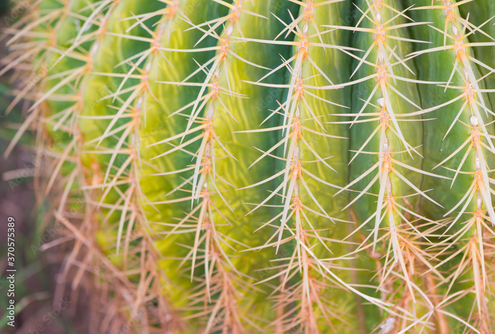 cactus flower textured surface with sharp thorns closeup at summer season cactus flower textured surface with sharp thorns closeup at summer season