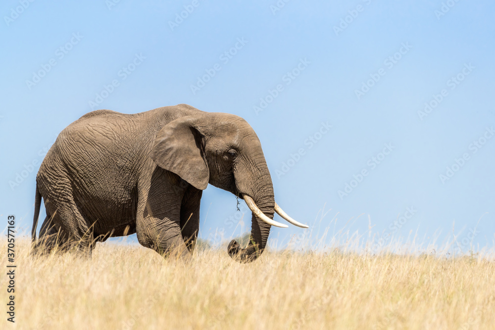 Naklejka premium Adult elephant walks through the long red-oat grass of the Masai Mara. Blue sky background and space for text.
