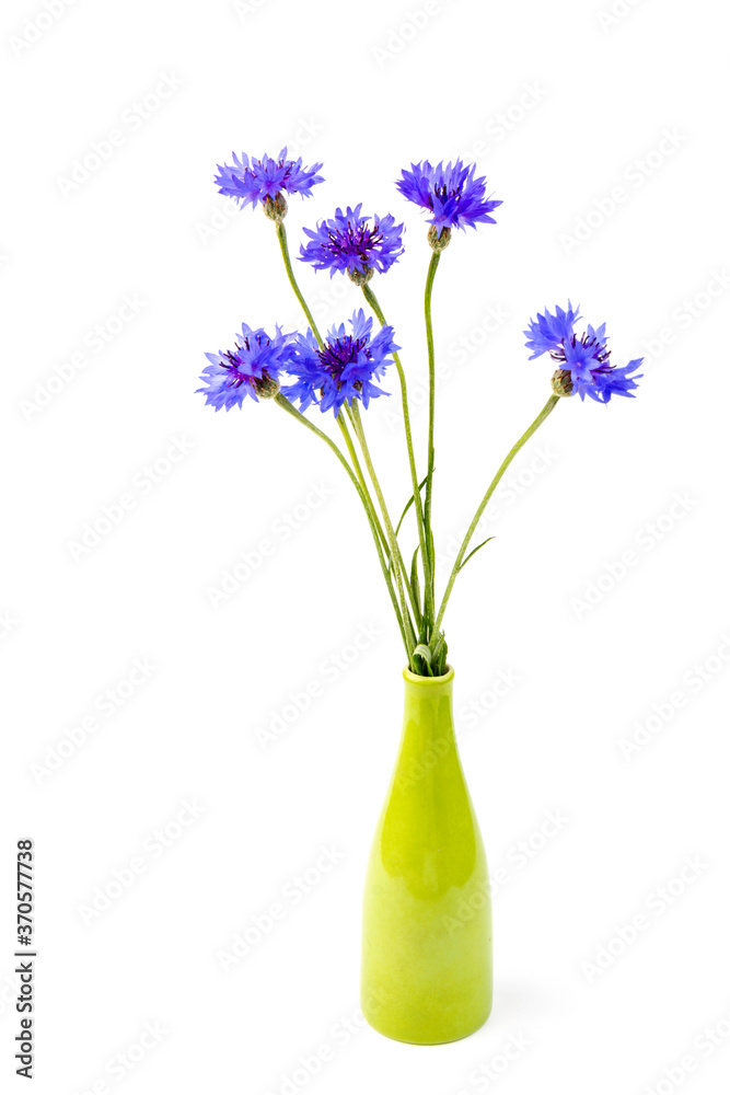 blue and violet cornflowers bouquet, summer flowers on white background, floral background, beautiful small cornflowers close up