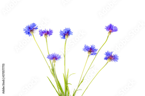 Blue cornflowers, summer flowers on white background, floral background, beautiful small cornflowers close up © Olga