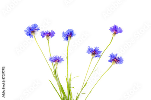 Blue cornflowers, summer flowers on white background, floral background, beautiful small cornflowers close up