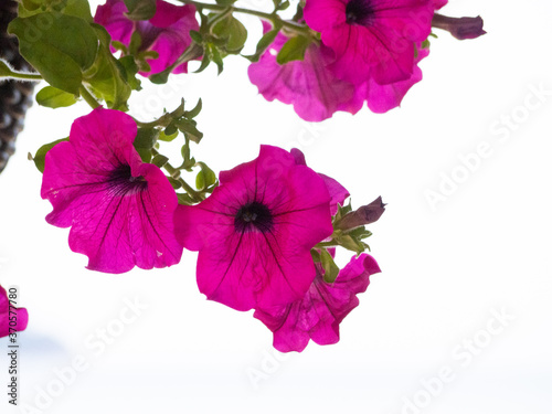 Low angle view of purple flowers isolated on white background
