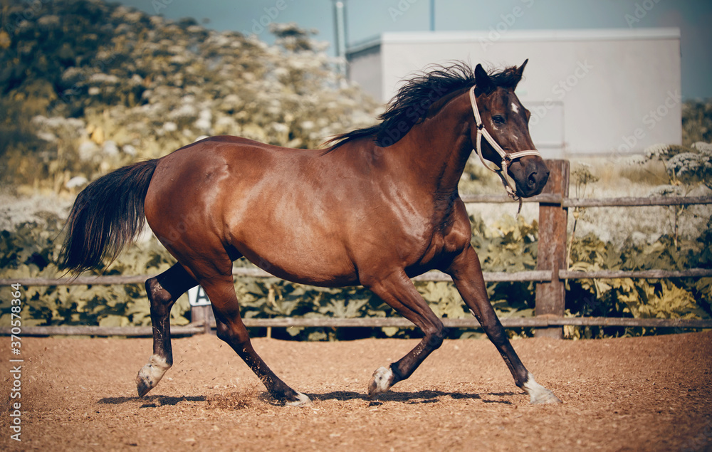 Sports young horse in a halter trot Sports young horse in a halter trot