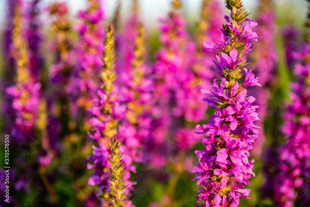 purple meadow flowers background purple meadow flowers background