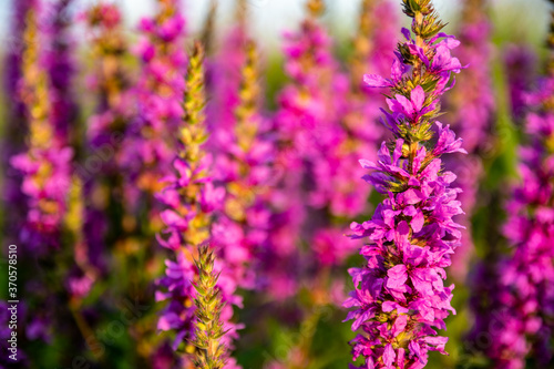 purple meadow flowers background