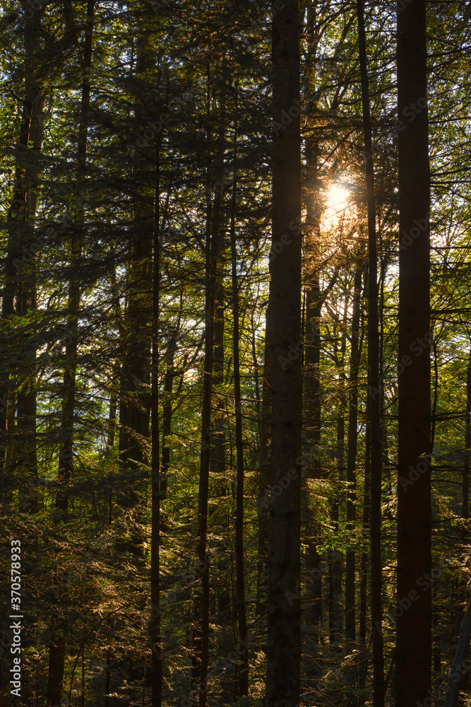 Obraz premium Sunset in forest, vertical. Glowing sunshine nature backdrop