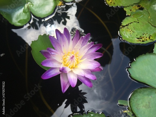Purple lotus flowers and leaf